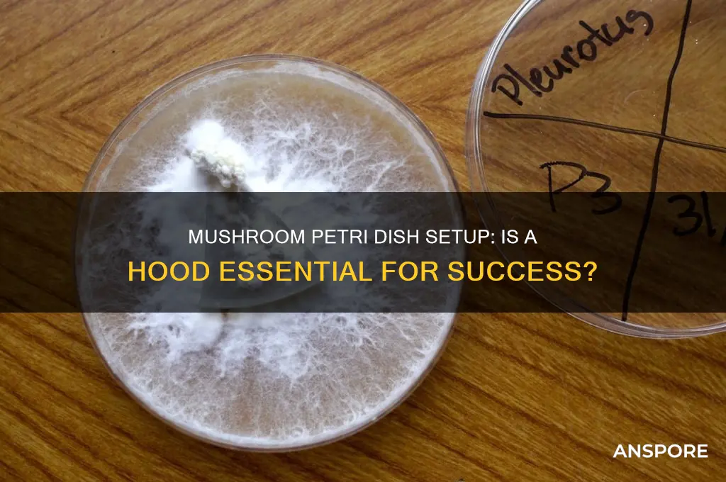 do i need a hood for creating mushroom petri dishes