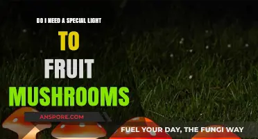 Special Lighting for Fruiting Mushrooms: Essential or Optional?