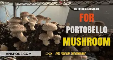 Substrate Essentials: Do Portobello Mushrooms Really Need One?