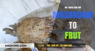 Do Mushrooms Need Air to Fruit? Essential Tips for Growers