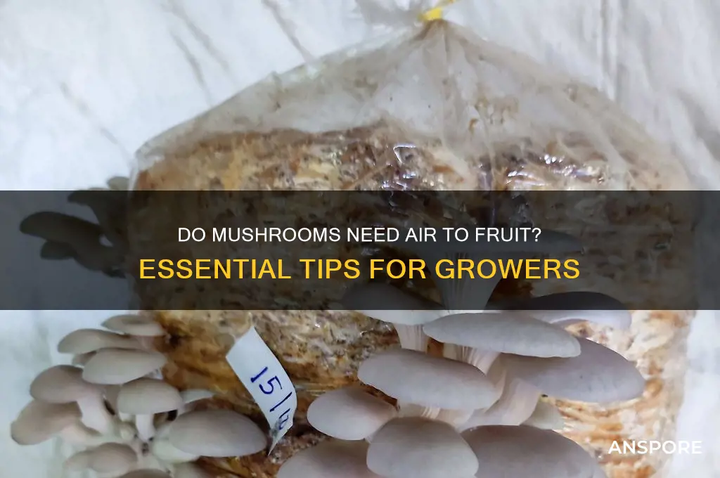 do i need air for mushrooms to frut