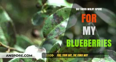 Milky Spore for Blueberries: Is It Necessary for Healthy Plants?