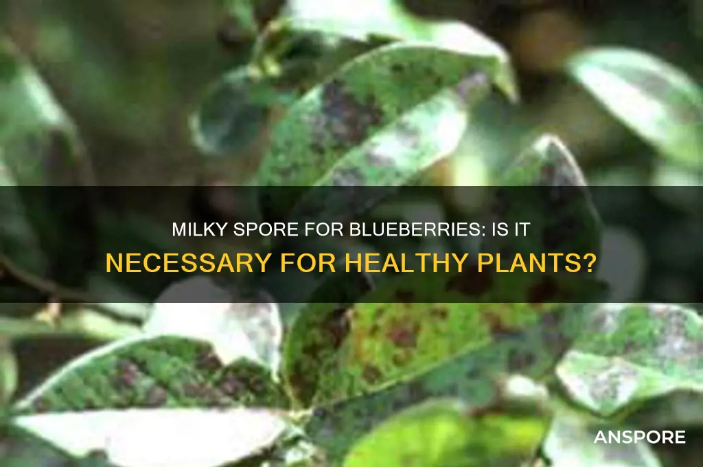 do i need milky spore for my blueberries