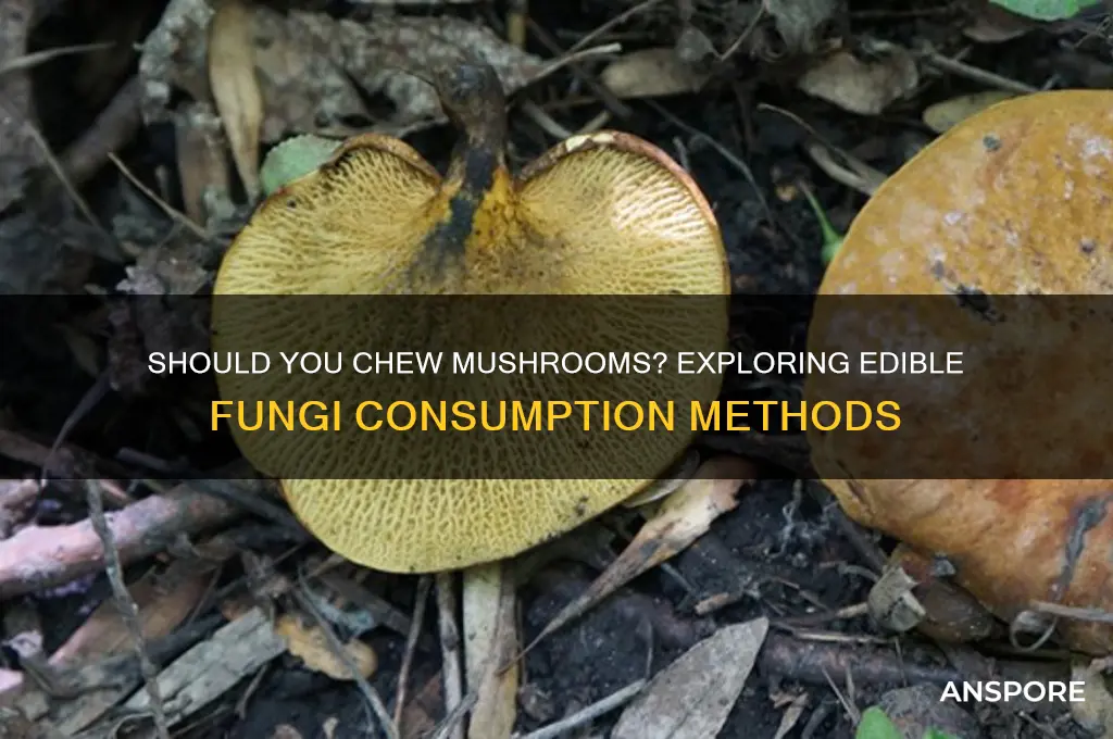 do i need to chew mushrooms