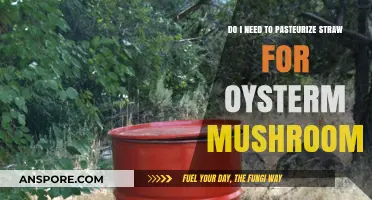 Should You Pasteurize Straw for Growing Oyster Mushrooms? A Guide