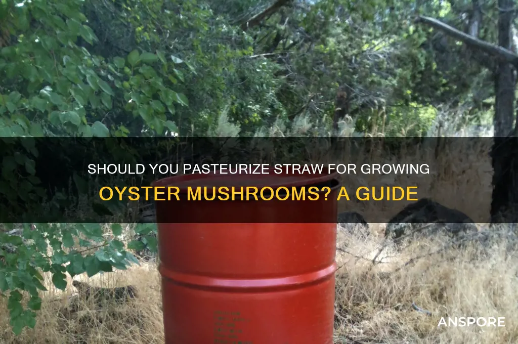 do i need to pasteurize straw for oysterm mushrooms
