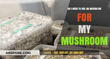 Should You Use an Incubator for Growing Mushrooms at Home?