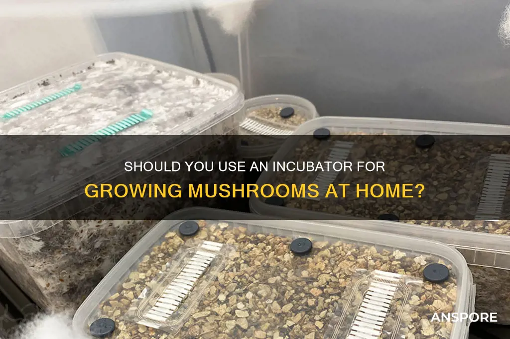 do i need to use an incubator for my mushrooms