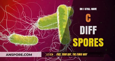 Do I Still Have C. Diff Spores? Understanding Persistence and Risks