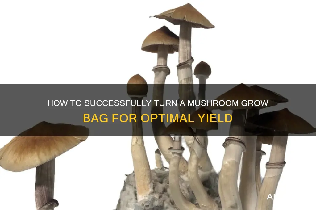 do i turn a mushroom bag