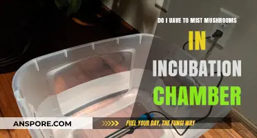 Mist or Not? Incubation Chamber Tips for Growing Mushrooms