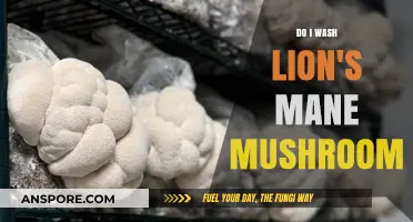 Should You Wash Lion's Mane Mushrooms? A Complete Cleaning Guide