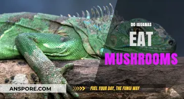 Can Iguanas Safely Eat Mushrooms? A Dietary Exploration