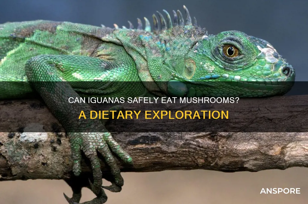 do iguanas eat mushrooms