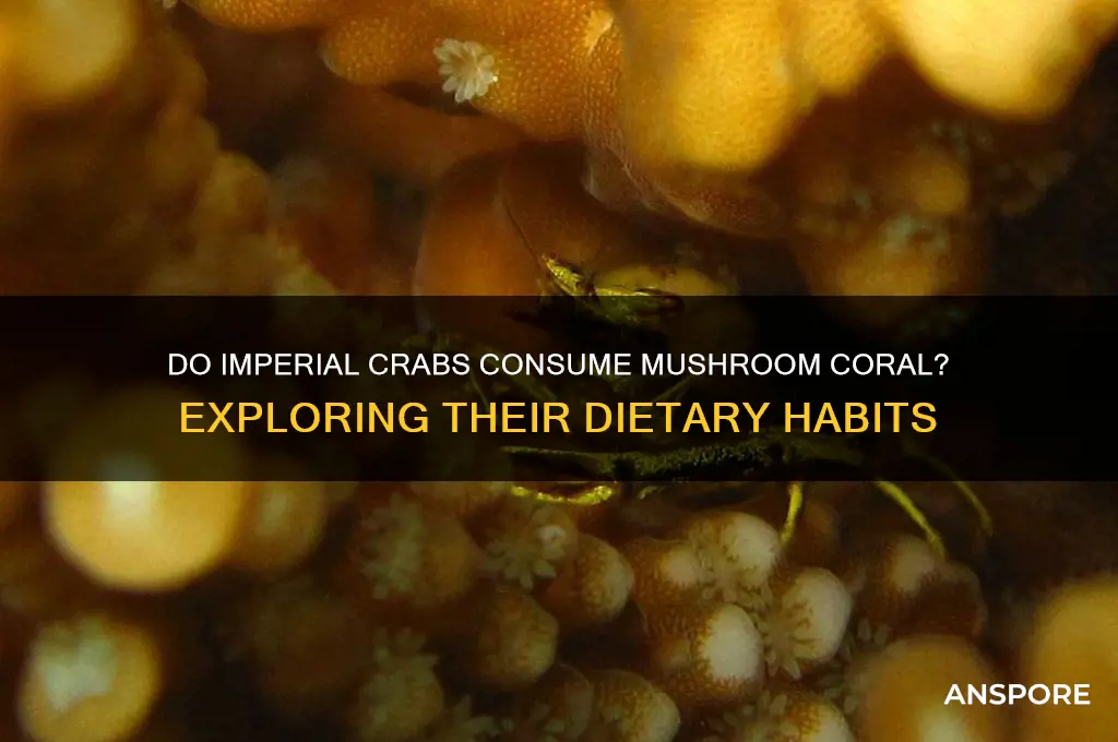 do imperial crabs eat mushroom coral