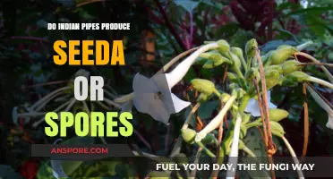 Indian Pipes: Do They Produce Seeds or Spores?