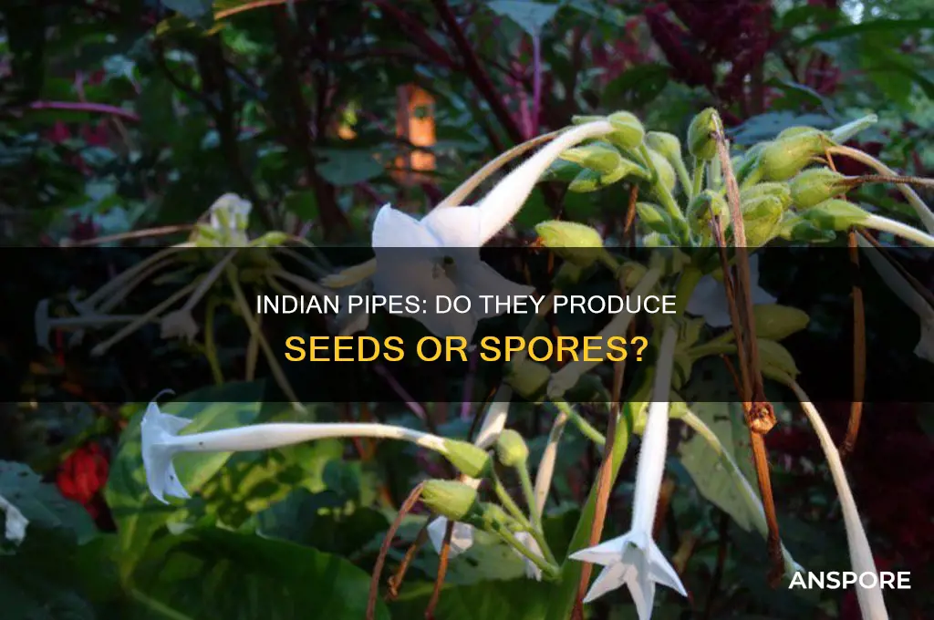do indian pipes produce seeda or spores