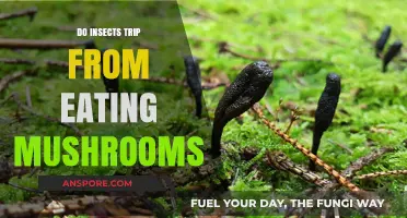 Do Mushrooms Make Insects Trip? Exploring Fungus-Induced Insect Behavior