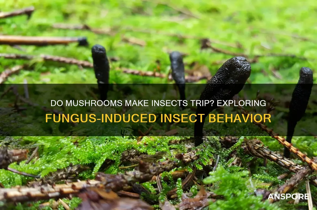 do insects trip from eating mushrooms