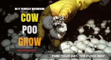 DIY Mushroom Growing with Cow Manure: A Step-by-Step Guide