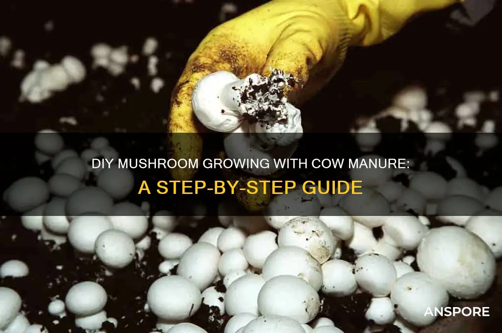 do it yourself mushroom cow poo grow