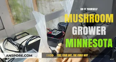 DIY Mushroom Growing Guide for Minnesota Enthusiasts