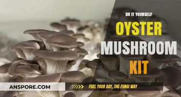 Grow Your Own Oyster Mushrooms: DIY Kit Guide for Beginners