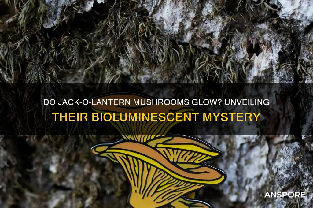 do jack-o-lantern mushrooms emit light