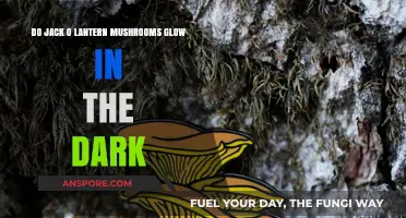 Do Jack O' Lantern Mushrooms Glow in the Dark?