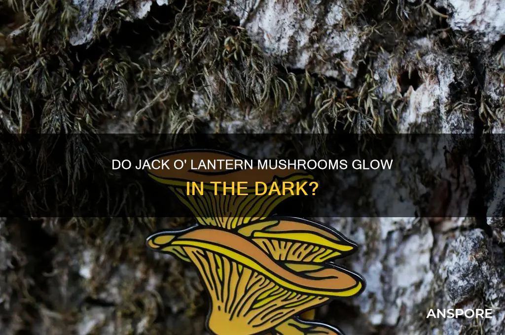 do jack o lantern mushrooms glow in the dark