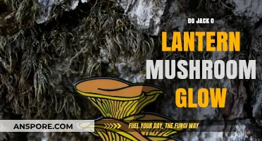 Do Jack O' Lantern Mushrooms Glow? Unveiling the Bioluminescent Mystery