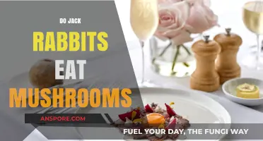 Do Jack Rabbits Eat Mushrooms? Exploring Their Dietary Habits