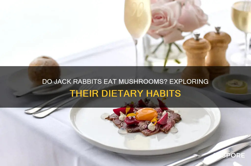 do jack rabbits eat mushrooms