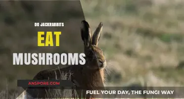 Do Jackrabbits Eat Mushrooms? Exploring Their Diet and Habits