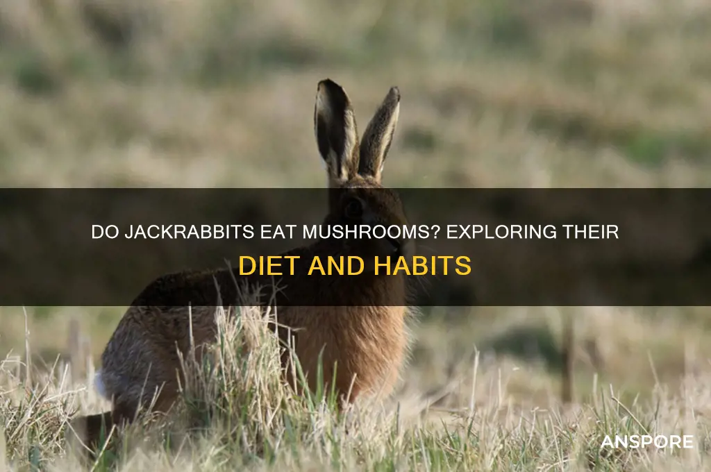 do jackrabbits eat mushrooms