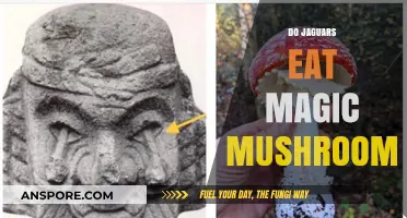 Jaguars and Magic Mushrooms: Unraveling the Myth of Psychedelic Prey