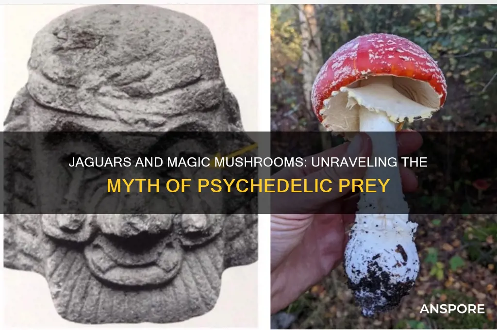 do jaguars eat magic mushrooms