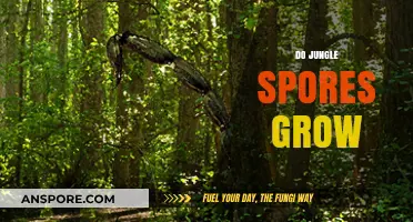 Do Jungle Spores Grow? Unveiling the Mysteries of Tropical Fungal Life