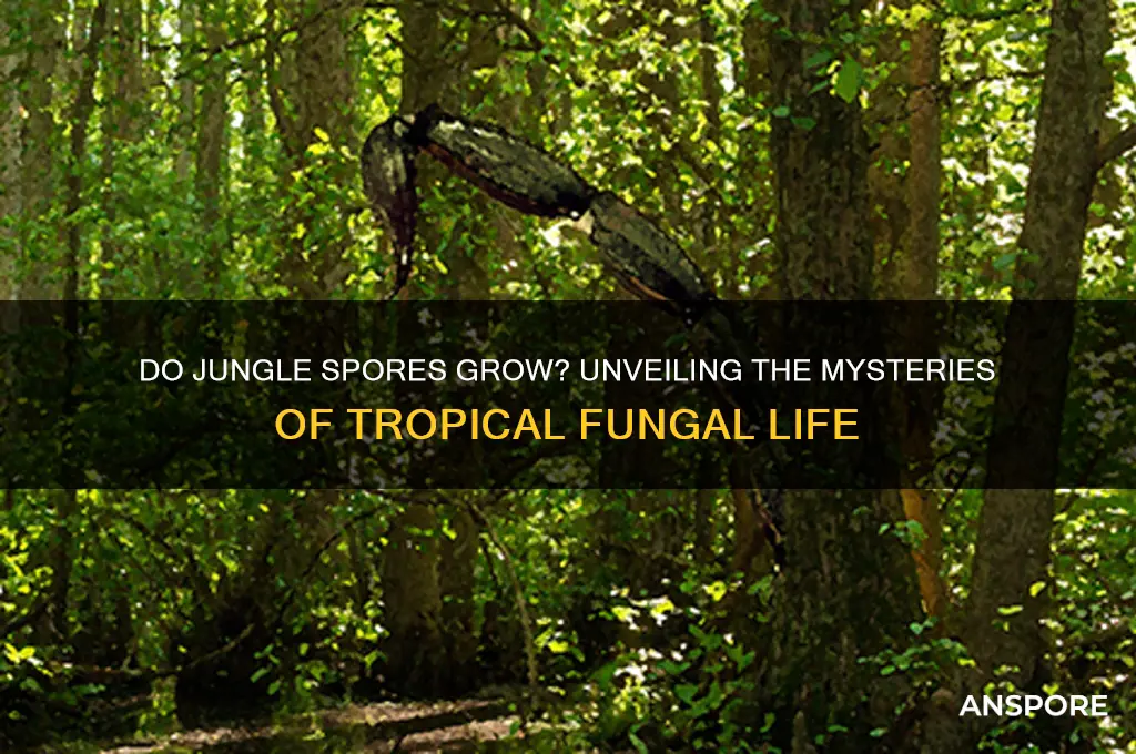 do jungle spores grow