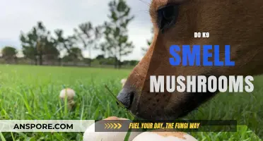 Canine Superpower: Sniffing Out Mushrooms