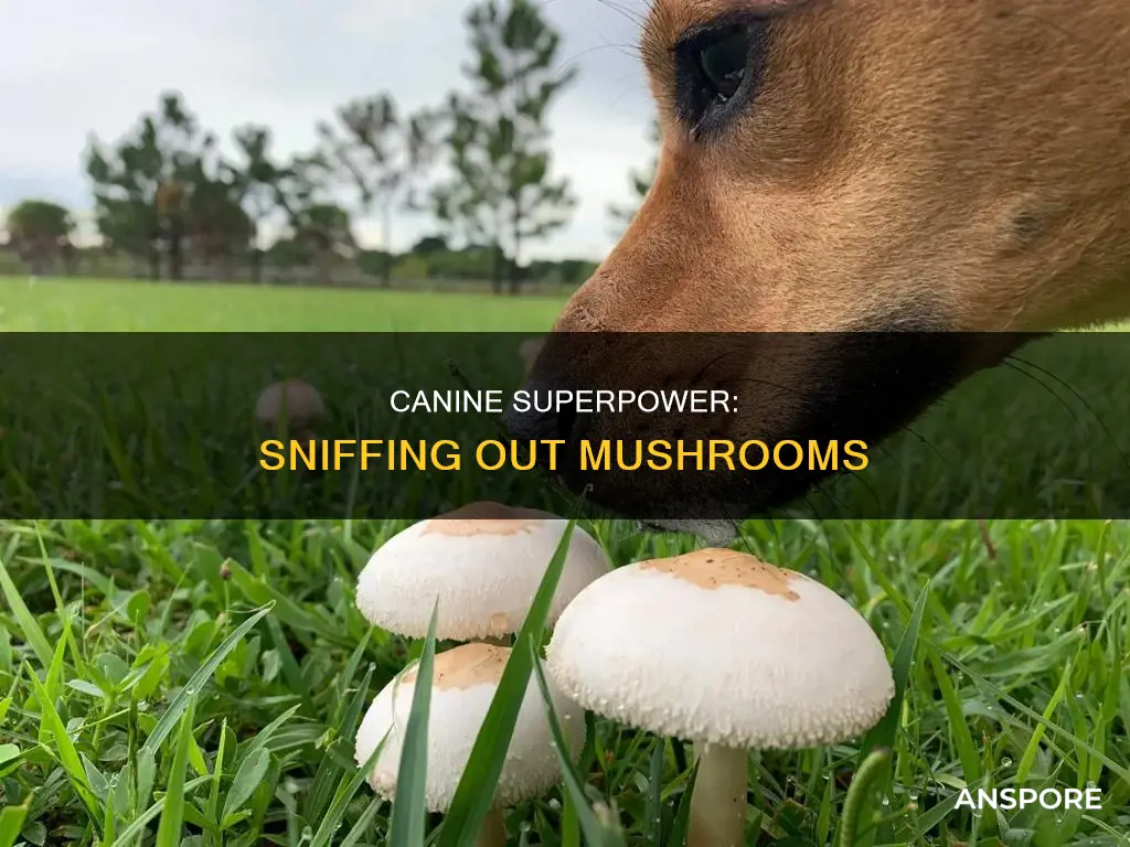 do k9 smell mushrooms