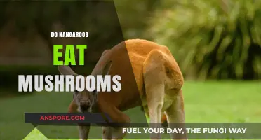 Do Kangaroos Eat Mushrooms? Exploring Their Diet and Habits