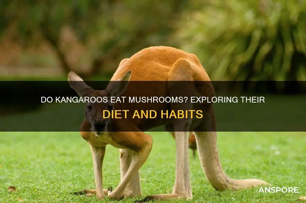 do kangaroos eat mushrooms