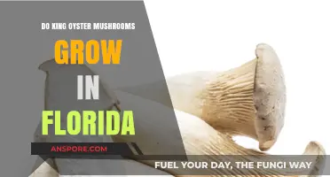 Can King Oyster Mushrooms Thrive in Florida's Climate?