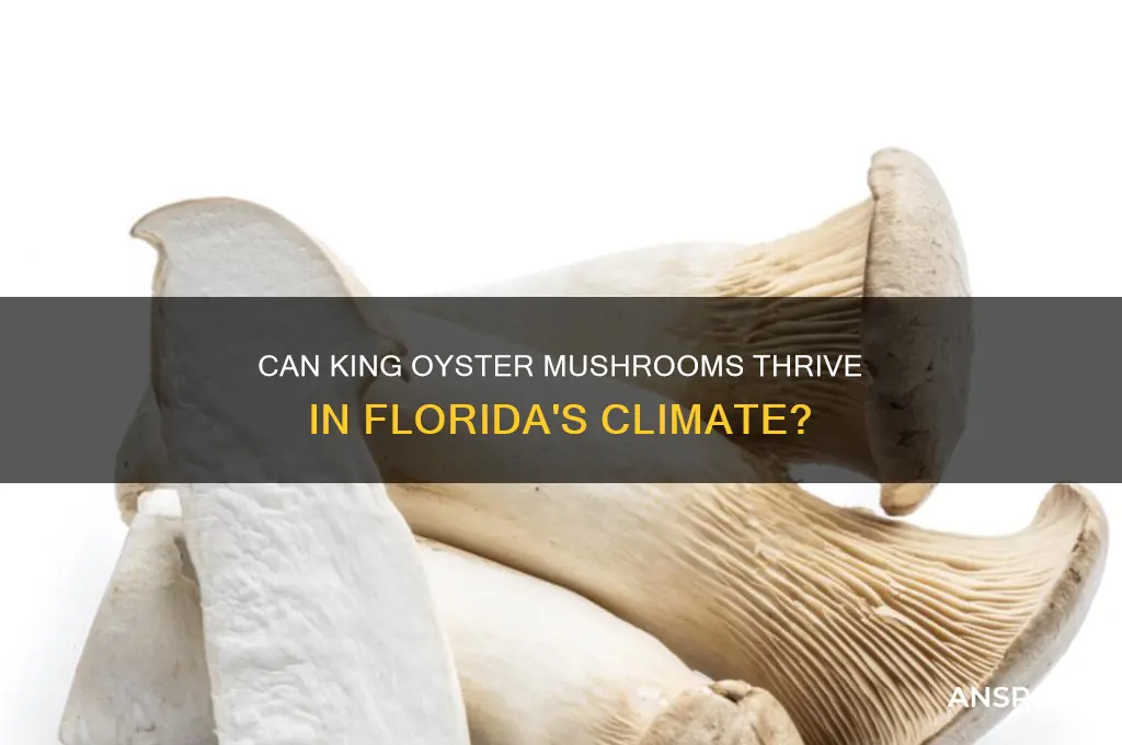 do king oyster mushrooms grow in florida