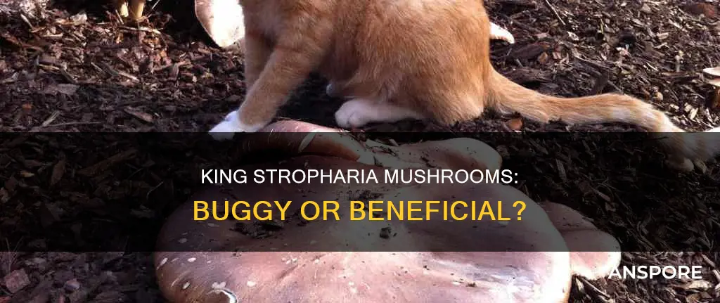 do king stropharia mushrooms buggey