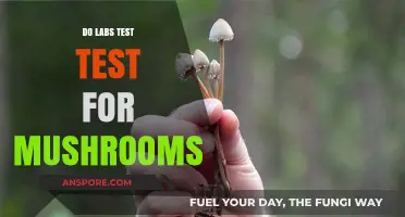 Do Labs Test for Mushrooms? Understanding Drug Testing Accuracy