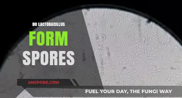 Do Lactobacillus Form Spores? Unraveling the Truth About These Bacteria