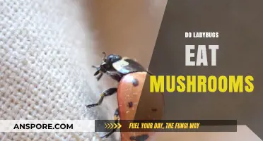 Do Ladybugs Eat Mushrooms? Unveiling Their Dietary Habits and Preferences