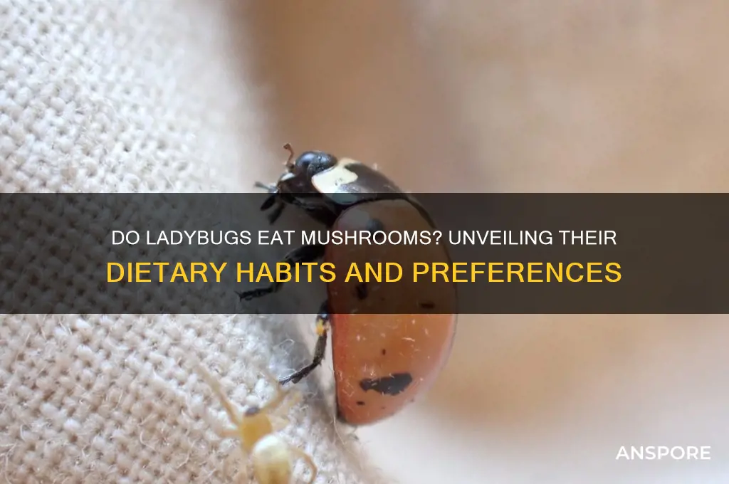 do ladybugs eat mushrooms